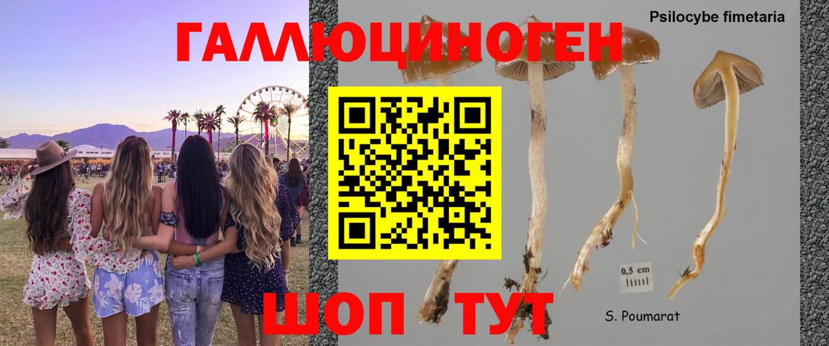 Малоярославец  Галлюциногенные грибы ЛСД  Вход с VPN 