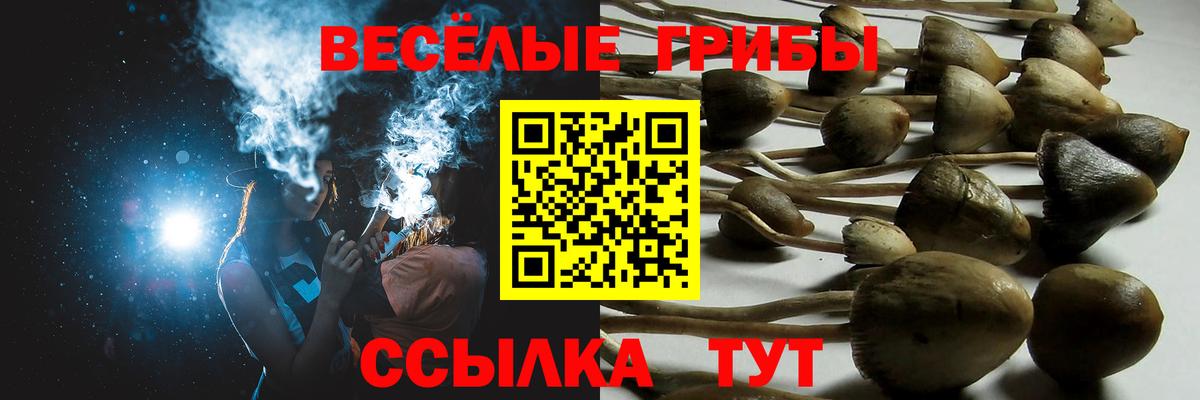 Галлюциногенные грибы Psilocybine cubensis Малоярославец